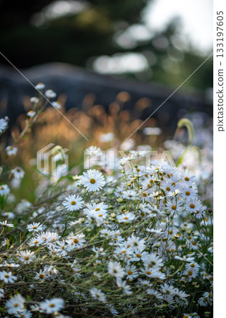 Field of White Daisies in a Serene Setting Field of White Daisies in a Serene Setting 133197605