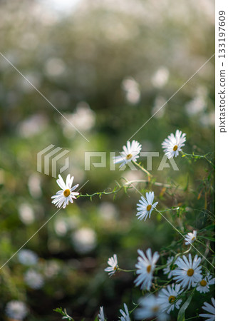Wild Daisies in Sunlit Meadow Wild Daisies in Sunlit Meadow 133197609