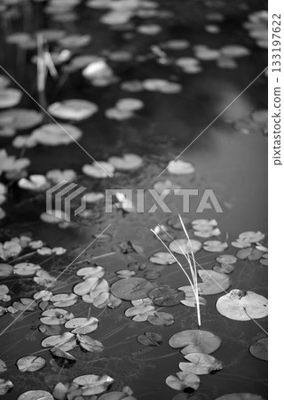 Monochrome Lily Pads on Tranquil Pond 133197622