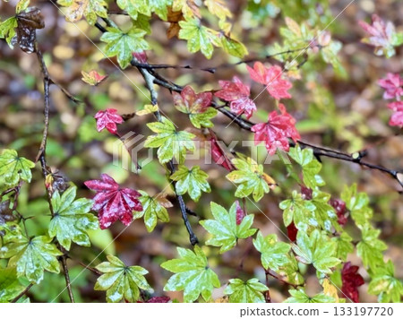 糖楓葉開始變紅 133197720