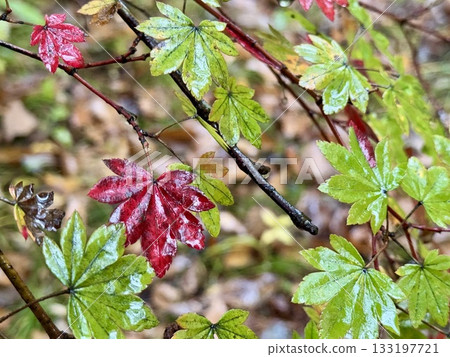 糖楓葉開始變紅 133197721