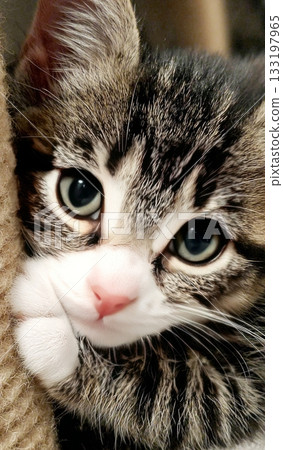 Cute tabby kitten face close up looking at camera Cute tabby kitten face close up looking at camera 133197965