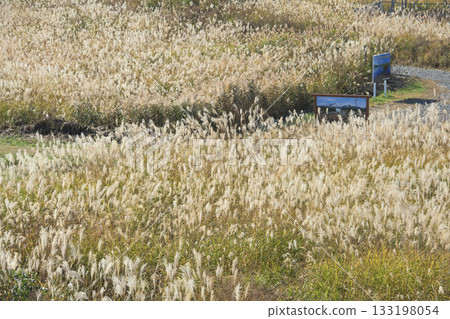 Winter Marshland covered with Japanese pampas grass in autumn, Akita Prefecture 133198054