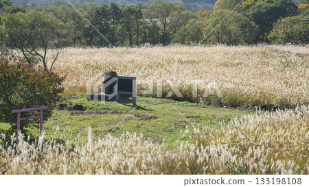 Top 100 Grassland Villages: Fuyushi Marshland Covered in Pampas Grass in Autumn at the Foot of Mt. Chokai, Akita Prefecture 133198108