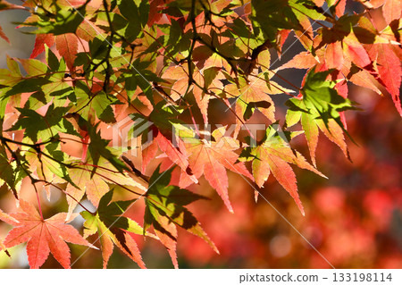 Autumn leaves of Iohamomijiji Autumn leaves of Iohamomijiji 133198114