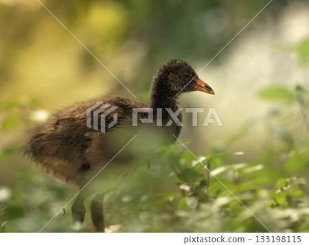 Dusky moorhen chick Dusky moorhen chick 133198115
