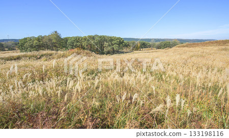 Top 100 Grassland Villages: Fuyushi Marshland Covered in Pampas Grass in Autumn at the Foot of Mt. Chokai, Akita Prefecture 133198116