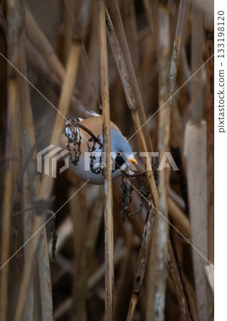 Beraded tit male in natural habitat. Beraded tit male in natural habitat. 133198120