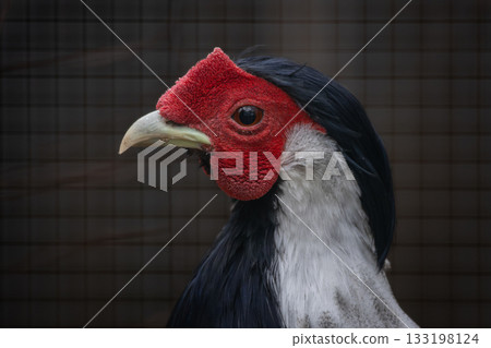 beautiful male Silver Pheasant possing the head shot 133198124