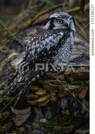 Northern hawk-owl (Surnia ulula). Wildlife bird. Northern hawk-owl (Surnia ulula). Wildlife bird. 133198127