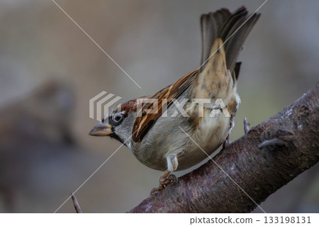 House Sparrow (Passer domesticus) sits on a branch. House Sparrow (Passer domesticus) sits on a branch. 133198131
