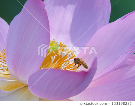 Honeybee on a lotus flower Honeybee on a lotus flower 133198285