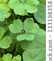A ladybug resting on an oxalis leaf 133198358