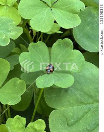 一隻瓢蟲停在酢漿草葉子上。 133198358