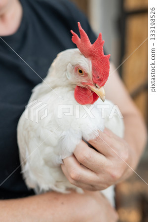 White hen with red comb held by person in black shirt. International Respect for Chickens Month 133198526