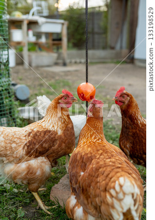 Brown and white chickens pecking at hanging red treat in outdoor enclosure Brown and white chickens pecking at hanging red treat in outdoor enclosure 133198529