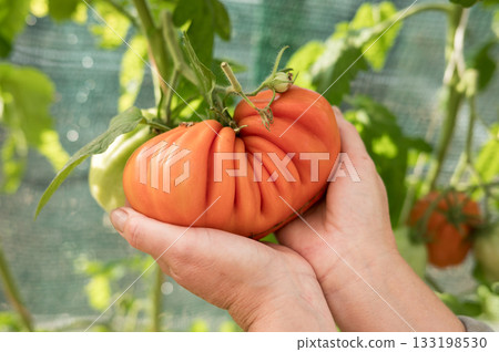 Hands holding large ripe tomato in garden. Fresh Tomato Day Hands holding large ripe tomato in garden. Fresh Tomato Day 133198530