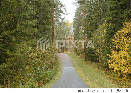 Serene pathway through autumn forest with tall evergreen trees 133198556