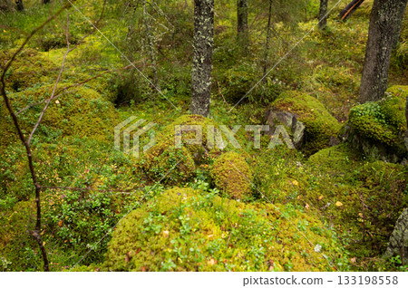 Lush green mossy forest scene with stones and trees Lush green mossy forest scene with stones and trees 133198558