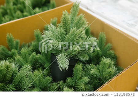 Artificial pine trees displayed in cardboard box at store 133198578