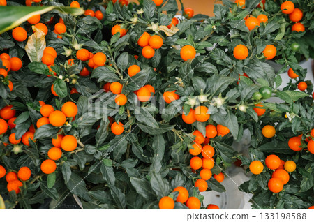 Bright orange berries on lush green foliage 133198588