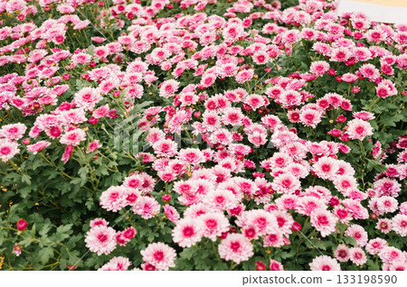 Vibrant pink and white chrysanthemums in full bloom 133198590