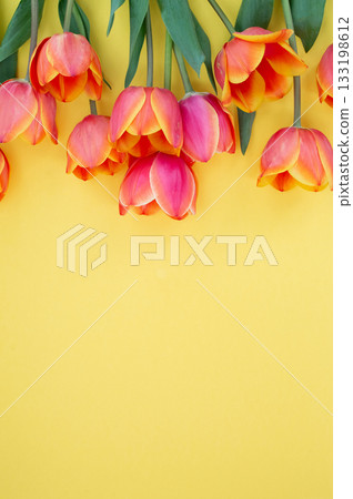 Vibrant pink and orange tulips on a bright yellow background Vibrant pink and orange tulips on a bright yellow background 133198612