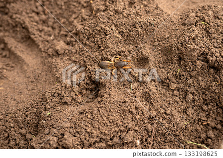 Solitary mole cricket on brown soil surface in natural habitat Solitary mole cricket on brown soil surface in natural habitat 133198625