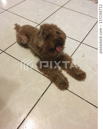 Portrait of a brown poodle lying on the floor Portrait of a brown poodle lying on the floor 133198712