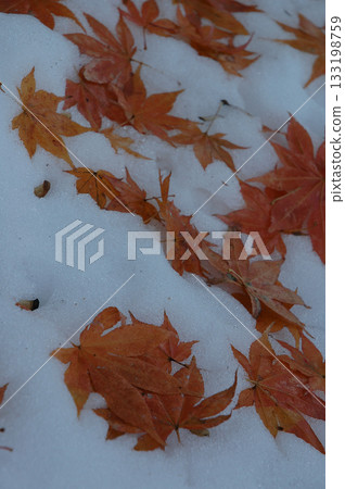 Red leaves Red maple leaves falling on top of the first snowfall in a Japanese garden (telephoto zoom shot) 133198759