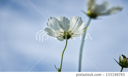 White cosmos dancing in the wind 133198765