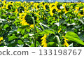 Back view of a sunflower facing the sun 133198767