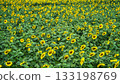 Sunflower field 133198769