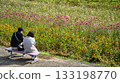 Couple enjoying a cosmos field 133198770