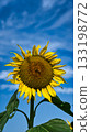 Beautiful shining sunflowers 133198772