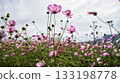 Pink cosmos field 133198778