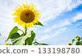 Sunflowers growing under a clear sky 133198780