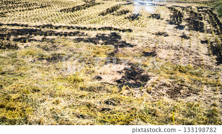 Burning rice after harvesting 133198782