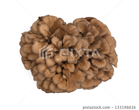 灰樹花 灰樹花 133198816