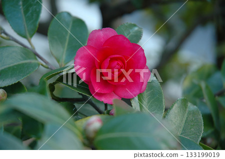 Red winter camellia / A deep red winter camellia flower beginning to bloom in the garden (telephoto zoom-in photo) Red winter camellia / A deep red winter camellia flower beginning to bloom in the garden (telephoto zoom-in photo) 133199019