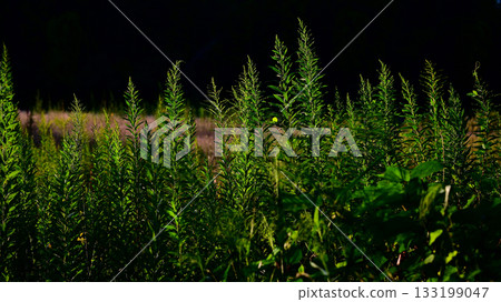 野草 133199047