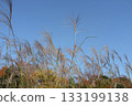 Autumn sky and Suzuki 133199138