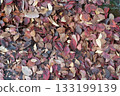 Fallen leaves 133199139