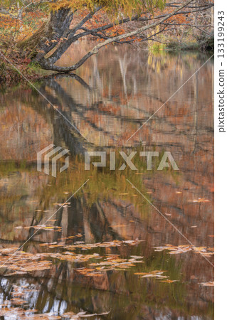 Autumn leaves reflected on the water 133199243