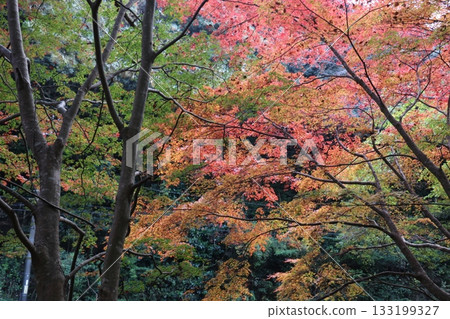 楓葉離開了紅葉 133199327