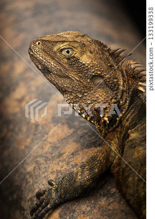 Eastern Water Dragon 133199338