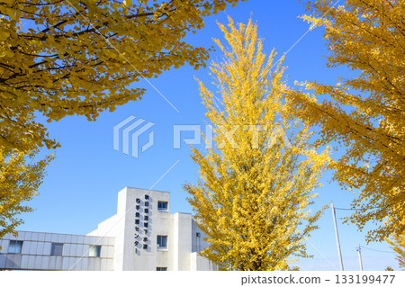 Ginkgo trees beginning to change color at Yokote Processing Center, Akita Prefecture Ginkgo trees beginning to change color at Yokote Processing Center, Akita Prefecture 133199477