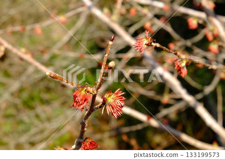 Euptelea blooms [Tsukui, Sagamihara City, March] 133199573