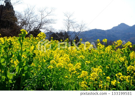 油菜花田與山脈 [築井，相模原市，3月] 133199581