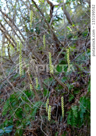 Cornus officinalis flowers blooming on the bank [Tsukui, Sagamihara City, March] 133199582